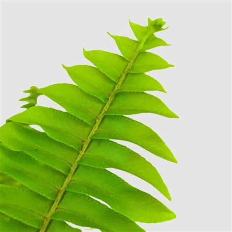 Fern Hanging - Paudhe Se Yaari