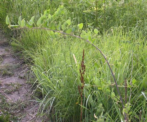 Smilax herbacea (Smilacaceae) image 15291 at