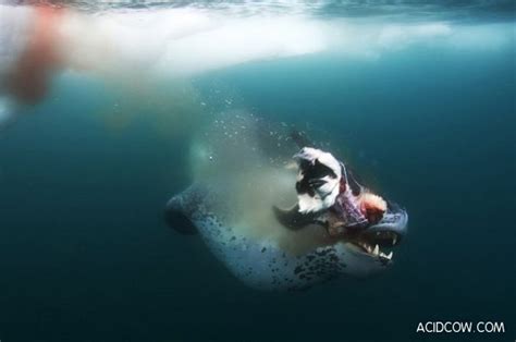 Leopard Seals Hunting (10 pics)