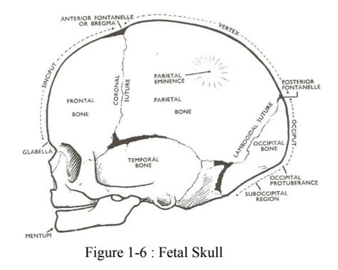 Part of the fetal skull