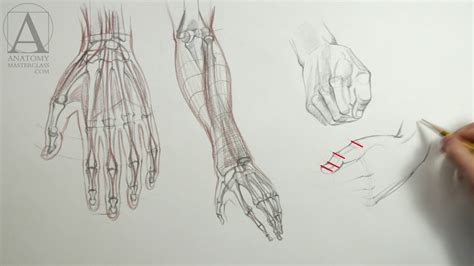 Drawing Hands - Anatomy Lesson for Artists - YouTube