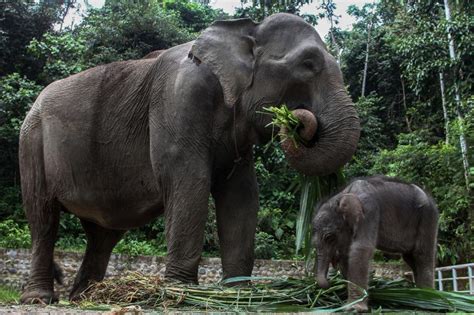 Satu Gajah Sumatra Ditemukan Mati tanpa Kepala di Aceh Timur | Republika Online