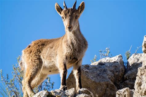 The Case of the Pyrenean Ibex: What Can We Learn From Vanishing Wildlife Species