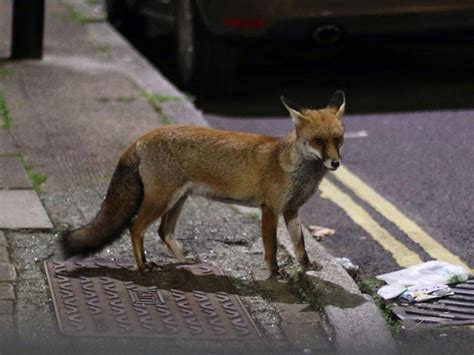 Urban red foxes ‘becoming more similar to domesticated dogs’ | Express & Star