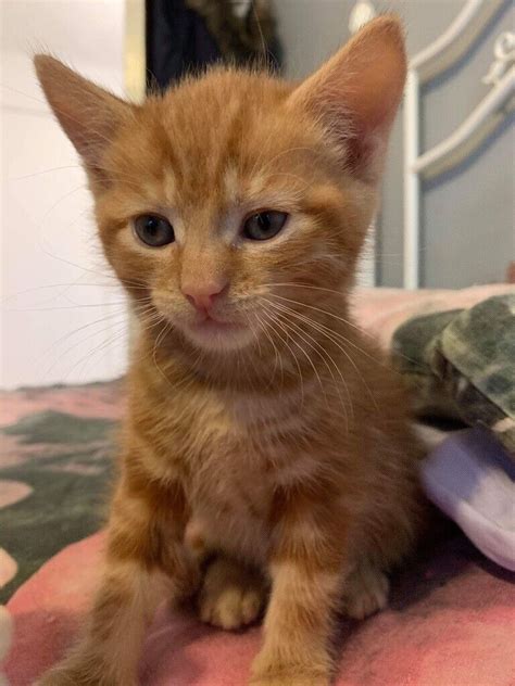 Beautiful ginger kitten for sale | in Barnsley, South Yorkshire | Gumtree