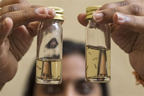 World's first dengue fever vaccine cleared