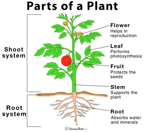 Stamen - Definition, Meaning, Function & Diagram