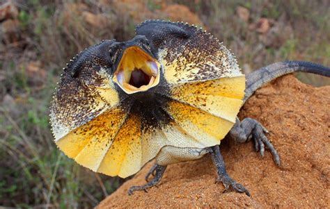 Frilled-Neck Lizard | Creatures of the World Wikia | Fandom powered by ...