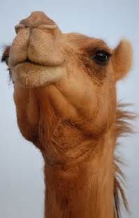 Interesting Facts About The Arabian Camel - The dromedary camel, also known as the arabian camel ...