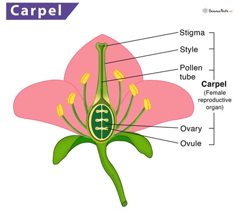 Carpel - Definition, Meaning, Structure, Function & Diagram