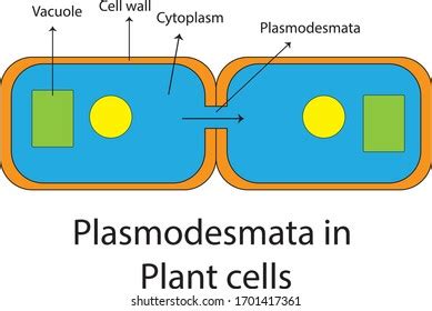 Labelled Diagram Plant Palisade Cell Where: vetor stock (livre de direitos) 222112483 | Shutterstock