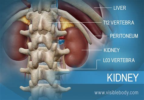 Kidneys | Urinary Anatomy