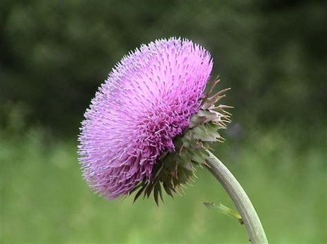 Musk Thistle – Adams County Extension