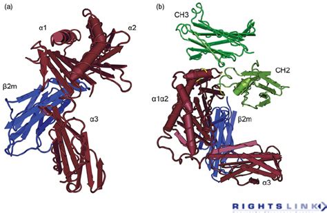 Crystal structure of FcRn and the FcRn–IgG Fc complex. (a) FcRn is a... | Download Scientific ...