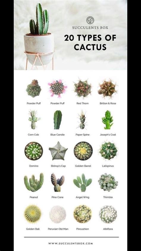 Succulent Plants Types Of Cactus Plants Names