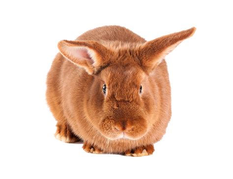 New Zealand Red For Sale | Rabbits | Breed Information | Omlet