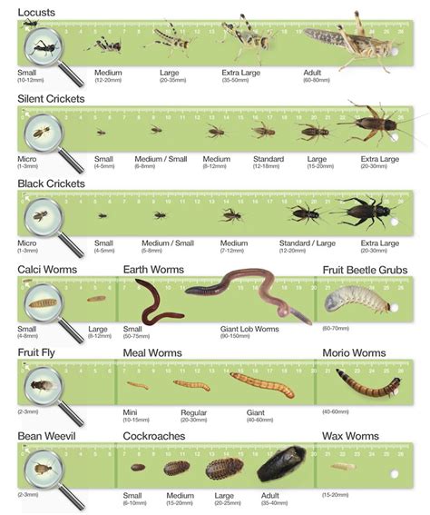 Bearded Dragon Diet Sheet