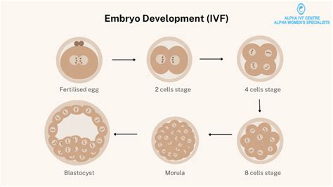 Embryo Development: Stages of embryo growth with IVF