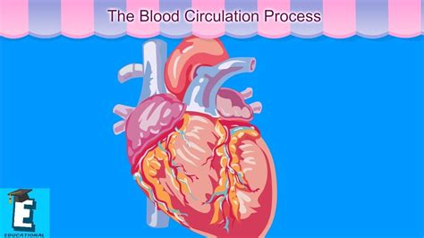 The Blood Circulation Process Learn for Children and Kids | EDUKID ...