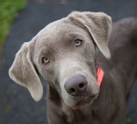 Shelter Dogs of Portland: "SPUTNIK" young Weimaraner/Silver Lab mix