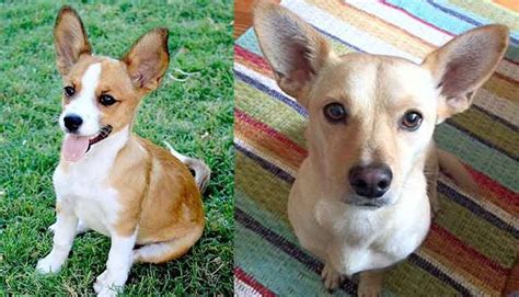 The Adorable, Protective Little Corgi Chihuahua Mix (Ultimate Guide) | Corgi chihuahua mix ...
