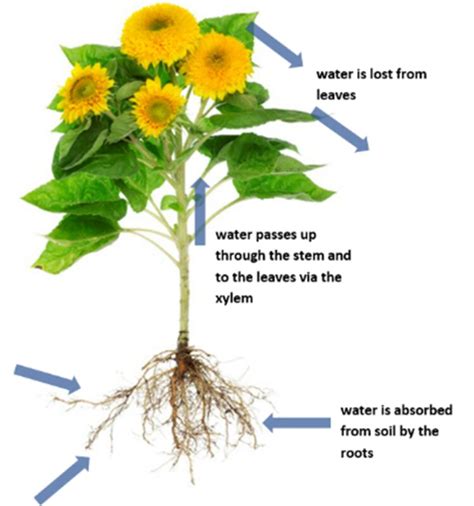 Transpiration | What is transpiration? | Loss of water vapour in plants