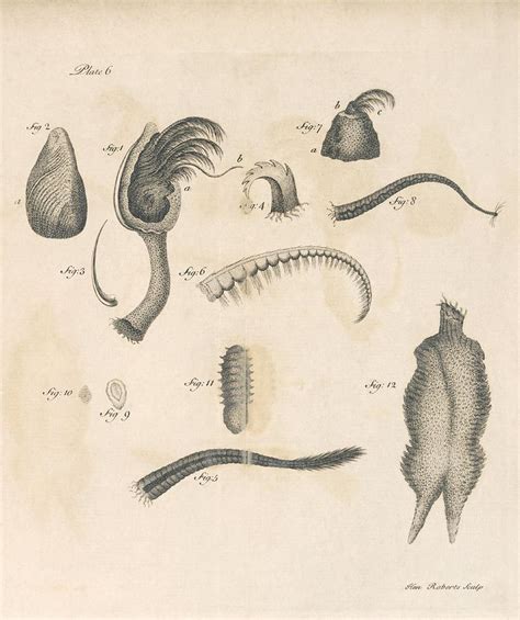 Barnacle Anatomy - Anatomical Charts & Posters