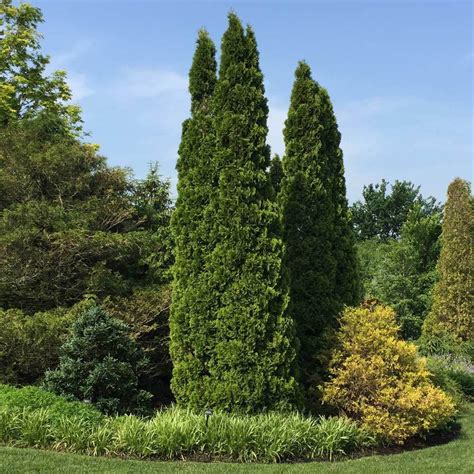 Emerald Green Thuja Trees for Sale– FastGrowingTrees.com