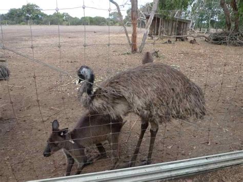 Emus and kangaroos cannot walk backwards. | Emu, Wellness gifts, Animals