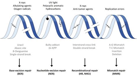 KIT - Department of Food Chemistry and Toxicology - Research - DNA ...