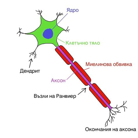 Neuron diagram, Neurons, Nerve cell