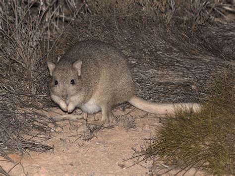 Boodie (Bettongia lesueur) · iNaturalist