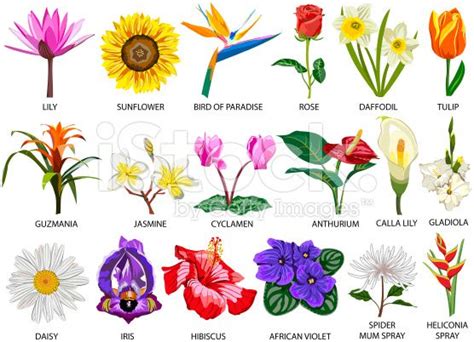 Set of Eighteen colorful most common species of flowers | Flower images with name, Flower images ...