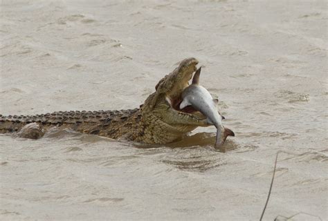 Crocodile seen eating shark in remarkable images | The Independent