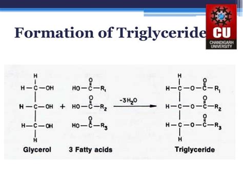 TRIGLYCERIDES