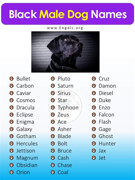 500+ Most Popular Black Dog Names (Male, Female) - EngDic