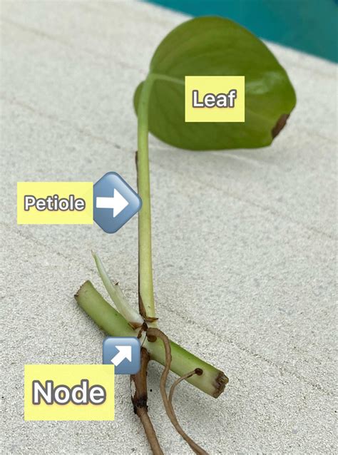Where to Cut Pothos to Propagate-Simple Steps With Pictures