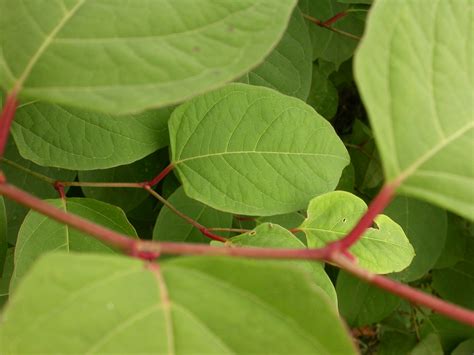 Japanese knotweed leaves – close up | Wildscapes