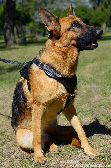 German Shepherd seems happy about having Agitation / Protection / Attack Leather Dog Harness ...