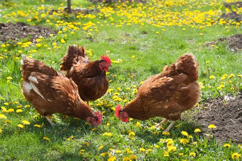 Pasture-Raised Eggs, Organic Eggs, & Misleading Egg Labels | Wiseman Health