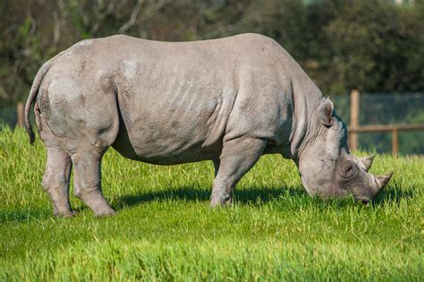 Endangered Black Rhinoceros • Fun Facts and Information For Kids