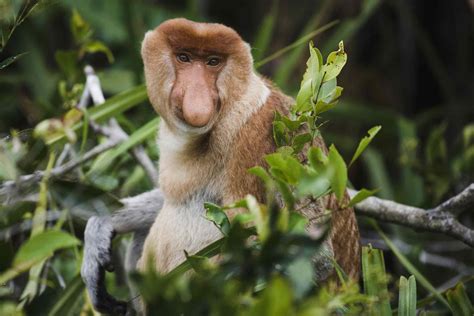 18 Extraordinary Types of Monkeys