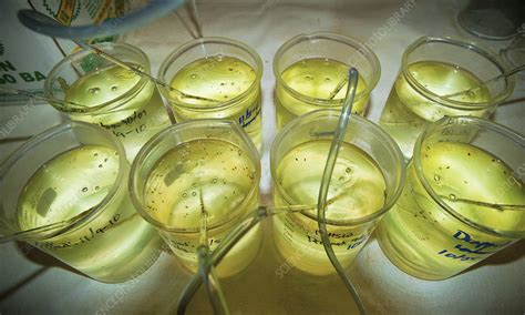 Samples in aquatic toxicology lab - Stock Image - C047/7218 - Science ...