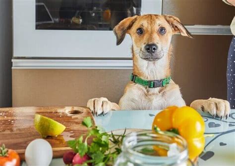 Are There Benefits to Low-Carb Dog Food? | Dog Food Advisor