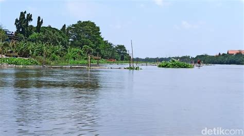 Viral Penampakan Buaya di Sungai Brantas Kediri, Benarkah Berwarna Putih?