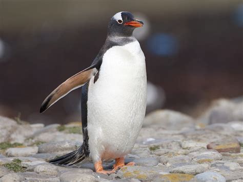 Gentoo Penguin - eBird