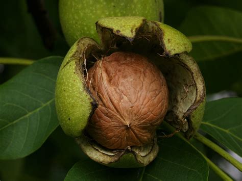 Walnut ( tree , shell , calories , nutrition , protein , wood and oil )