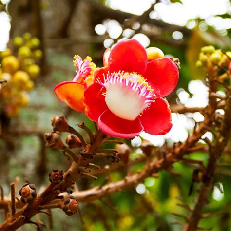 What is the national flower of Tonga, Meaning and Symbolism