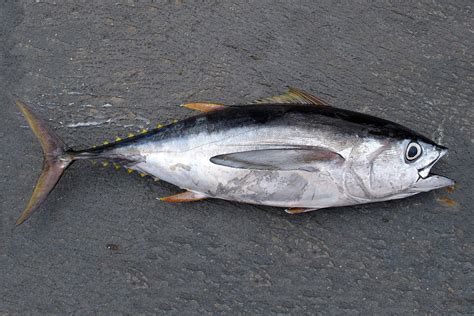 Pacific Bigeye Tuna | NOAA Fisheries