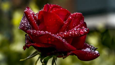 rosa roja oscura fondo de pantalla,flor,agua,pétalo,rojo,rosas de jardín (#683319) - WallpaperUse